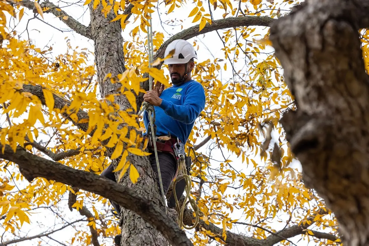 Skilled Storm Damage Cleanup crew working in Medon