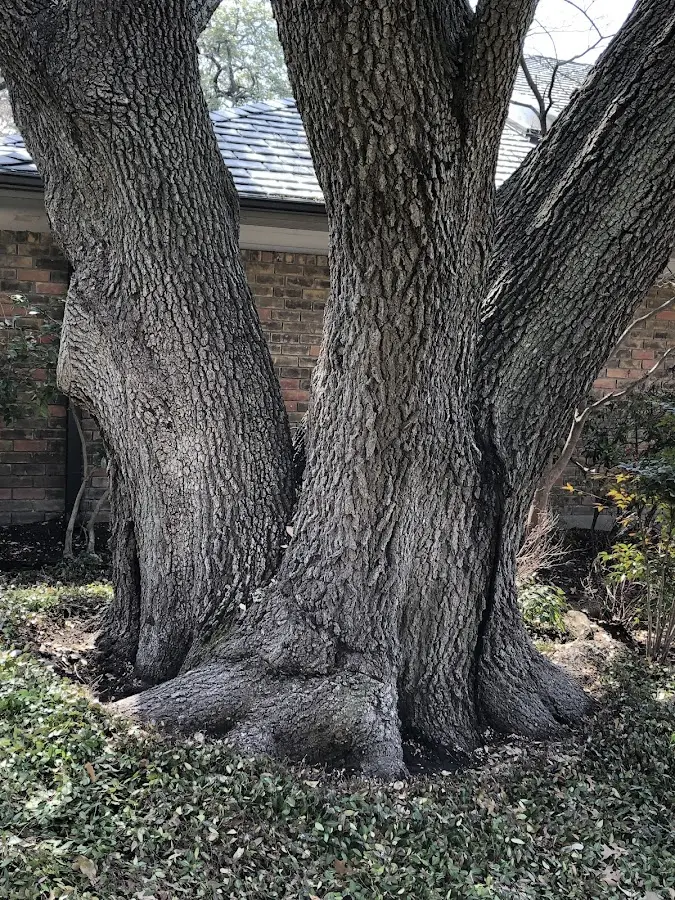 Mature heritage tree close to a Medon property cared for by certified arborists